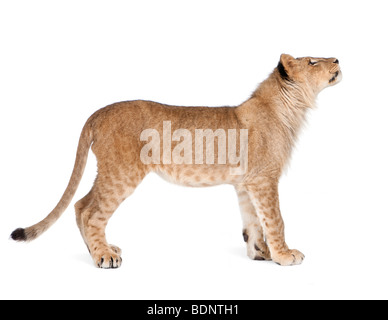 Vue latérale du Lion cub, 8 mois in front of white background, studio shot Banque D'Images