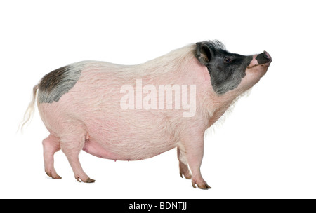 Vue latérale du porc miniature Gottingen standing in front of white background, studio shot Banque D'Images