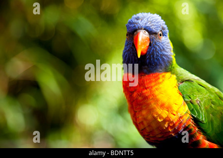 Rainbow Lorikeet australien tourné en gros plan sur l'emplacement Banque D'Images