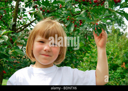 Fille blonde, 5 ans, sous un cerisier, cerise (Prunus cerasus) Banque D'Images