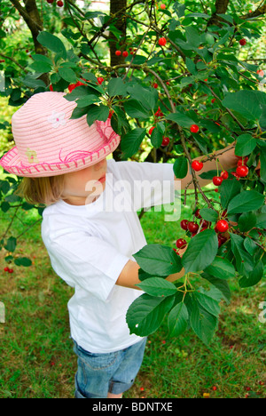 Fraîchement cueilli, blonde avec summer hat, 5 ans, à la récolte de cerises, les cerises (Prunus cerasus) Banque D'Images