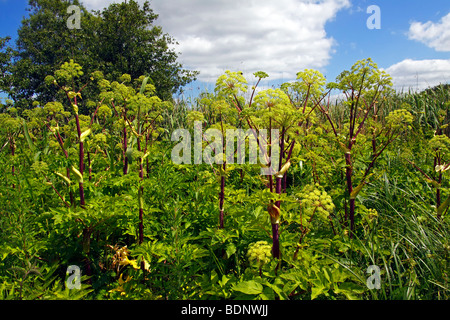 L'Angélique (Angelica archangelica) (Angelica officinalis), plante médicinale, forêt alluviale à la berge de la rivière rep Banque D'Images