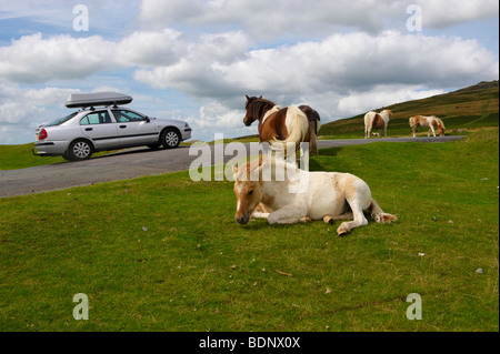 Poneys Dartmoor près de Cox Tor Banque D'Images
