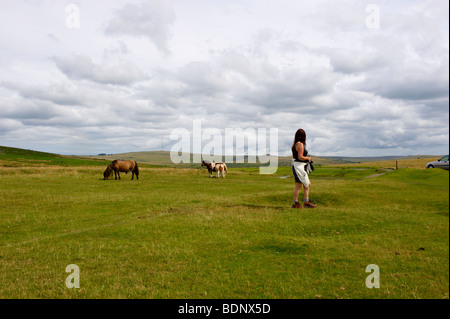 Poneys Dartmoor près de Cox Tor dame marcher passé Banque D'Images