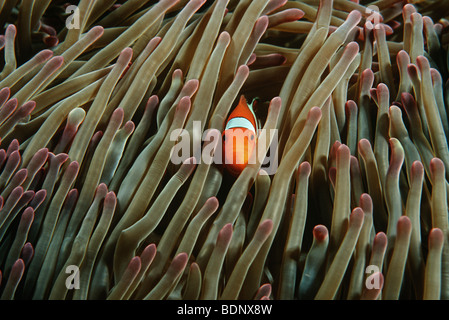 Raja Ampat Indonésie Océan Pacifique false clown poisson clown (Amphiprion ocellaris) se cache dans l'anémone de mer (Heteractis magnifica) Banque D'Images