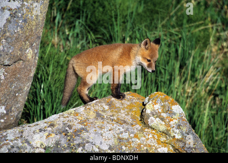 Le renard roux (Vulpes vulpes), jeunes, explore kit, l'Île Ronde, sanctuaire SW Alaska. Banque D'Images