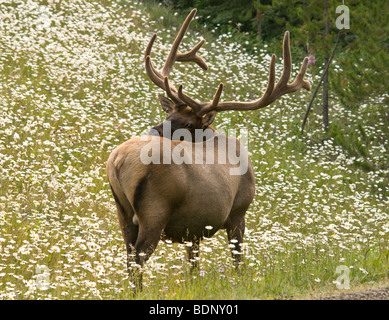 Bull Elk regarder son dos, le pâturage sur le côté de la route, Banque D'Images