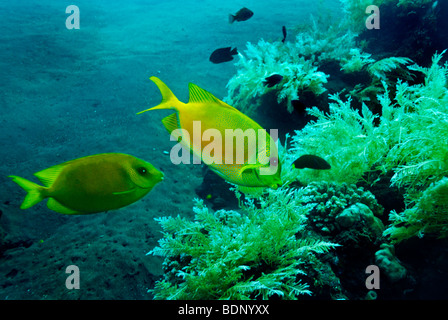 À l'épave du Liberty, Blue-spotted Sigan marbré (Siganus coral linus), Tulamben, Bali, Indonésie, Asie du sud-est Banque D'Images