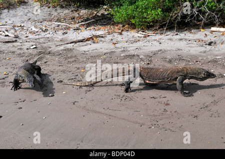 Les Dragons de Komodo (Varanus komodoensis), Rinca Island, le Parc National de Komodo, en Indonésie, en Asie du sud-est Banque D'Images