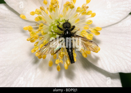 A St Mark's fly (Bibio nigriventris : Bibionidae), homme d'une anémone des bois (Anemone nemorosa), Royaume-Uni. Banque D'Images