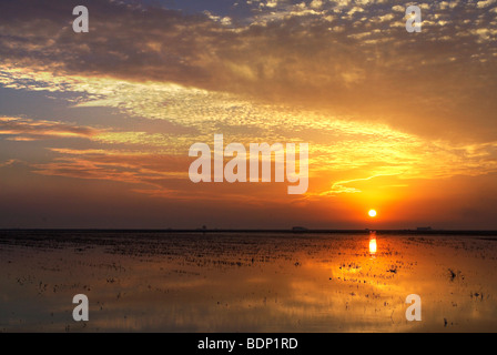 Coucher de soleil spectaculaire sur une récolte de riz, champ Doana zone marécageuse, Isla Mayor, Espagne Banque D'Images