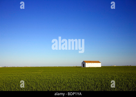 Une grange sur les champs de riz, Isla Mayor, Espagne, marais de Donana Banque D'Images
