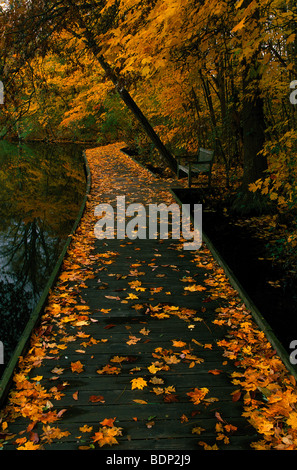 Tombée feuilles d'érable en automne Banque D'Images