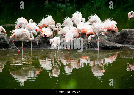 Flamants Roses au zoo du Bronx à New York City Banque D'Images