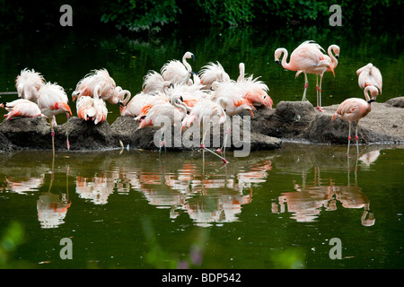 Flamants Roses au zoo du Bronx à New York City Banque D'Images