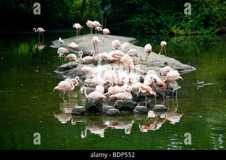 Flamants Roses au zoo du Bronx à New York City Banque D'Images