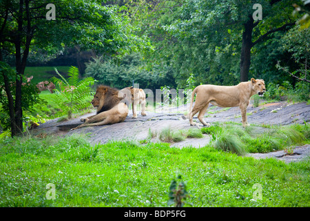 Famille de lions au zoo du Bronx à New York Banque D'Images