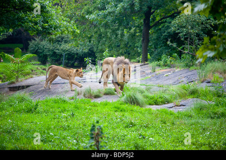 Et Lion cub au zoo du Bronx à New York Banque D'Images