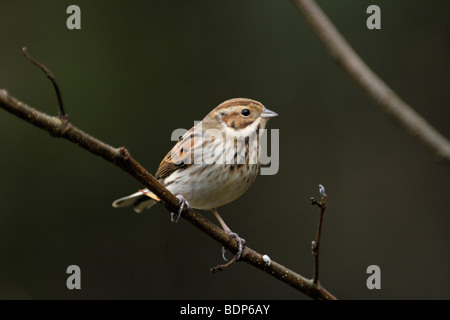 Femme REED BUNTING, Emberiza schoeniclus Banque D'Images