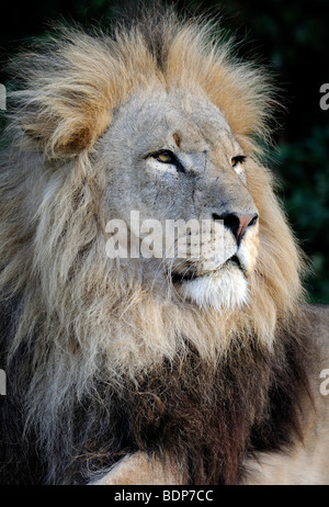 Portrait of a male African Lion (Panthera leo) à la majestueuse. Des animaux en captivité. Banque D'Images