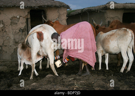 Afrique du Sud, en Tanzanie, un groupe ethnique Maasai de population semi-nomade de la vache laitière femme Banque D'Images