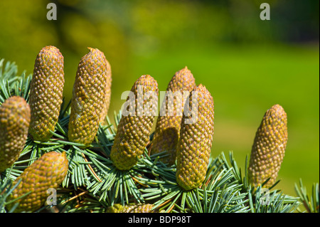 Cône de fruits de Cedrus libani Pinacées cèdre Liban Liban Zeder ceder twig firecone la récolte de l'aiguille conique feu coni conifer Banque D'Images