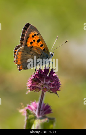 Cuivre petit papillon sur fleur de menthe sauvage Banque D'Images