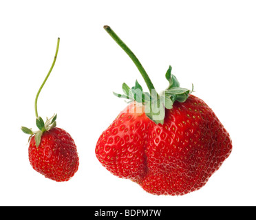 Fraises rouges mûres avec des tiges et feuilles isolées sur fond blanc Banque D'Images