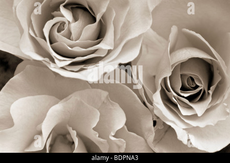 Plantes Nature morte avec roses blanches Banque D'Images