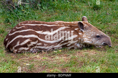 Tapir brésilien (Tapirus terrestris) veau Banque D'Images