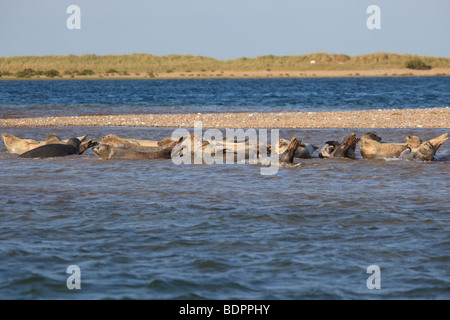 Le phoque commun du mal à rester sur un banc dans une marée montante à Blakeney point, North Norfolk, Angleterre Banque D'Images