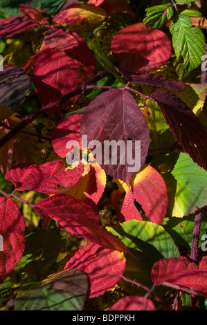 [Bramble Rubus fruticosa Blackberry] (Agg.), la couleur en automne Banque D'Images