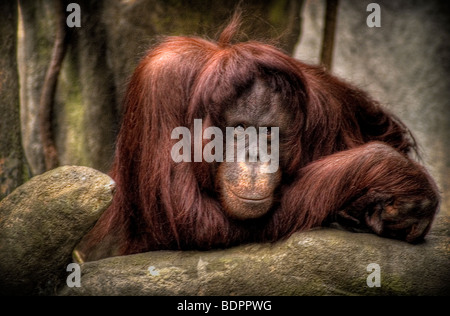 Un Urangutang dans un zoo à la triste Banque D'Images