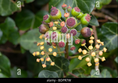 Le lierre (Hedera helix) avec des fruits Banque D'Images