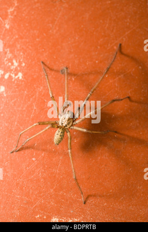 Géant homme araignée des maisons, Tegenaria gigantea. UK. Banque D'Images