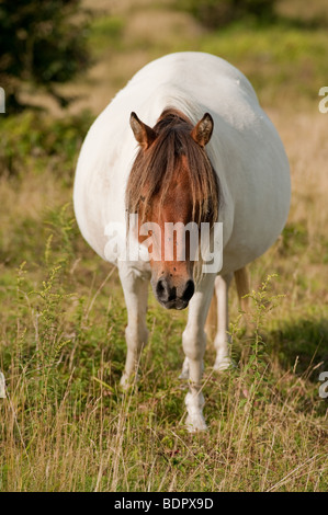 Poney sauvage enceintes à Grayson Highlands State Park en Virginie, près de la frontière de la Caroline du Nord Banque D'Images