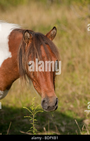 Wild pony à Grayson Highlands State Park en Virginie, près de la frontière de la Caroline du Nord Banque D'Images