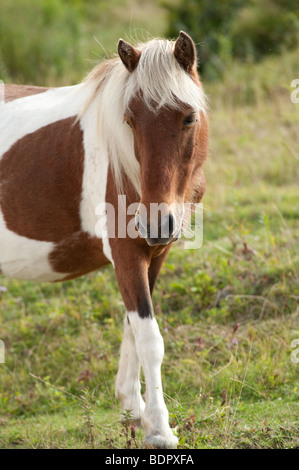 Wild pony à Grayson Highlands State Park en Virginie, près de la frontière de la Caroline du Nord Banque D'Images