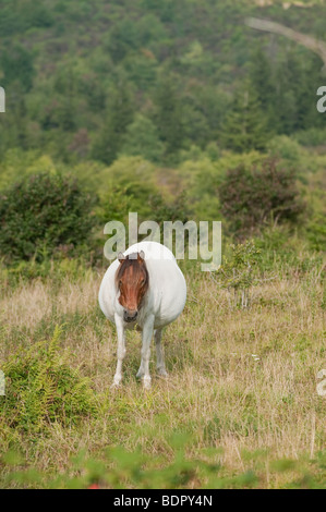 Poney sauvage enceintes à Grayson Highlands State Park en Virginie, près de la frontière de la Caroline du Nord dans le domaine Banque D'Images