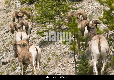 Rocky Mountain Big Horn troupeau de moutons sur la montagne, Banff, Canada Banque D'Images