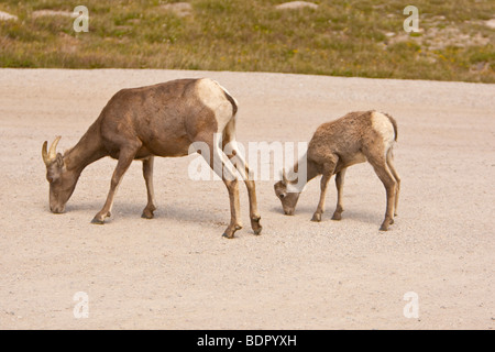 Le Mouflon des montagnes et d'agneau brebis lécher des graviers pour les minéraux et sels (Ovis canadensis) sur le Mont Evans, au Colorado. Banque D'Images