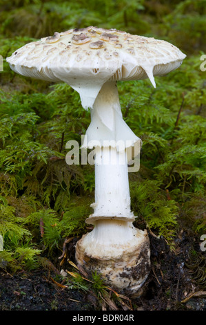 Faux plafond Mort (champignon Amanita citrina) Banque D'Images