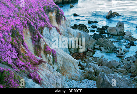 Fleurs violet usine à glace et l'océan. Pacific Grove, Californie Banque D'Images