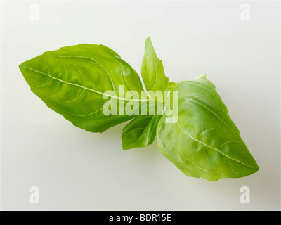 Feuilles de basilic frais Banque D'Images