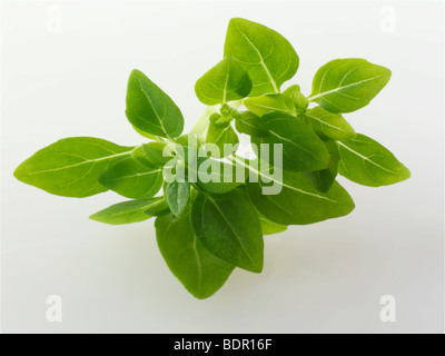 Feuilles de basilic grec fraîche sur un fond blanc pour découper Banque D'Images