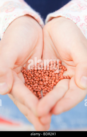 Des semences de plantes part Banque D'Images