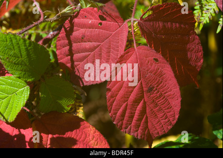 [Bramble Rubus fruticosa Blackberry] (Agg.), la couleur en automne Banque D'Images