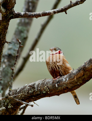 Cut-throat Finch (Amadina fasciata) Banque D'Images