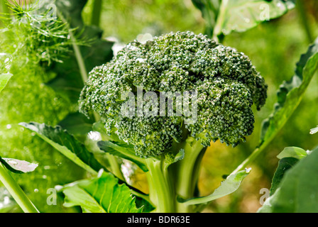 Le brocoli croissant dans le jardin d'accueil Banque D'Images