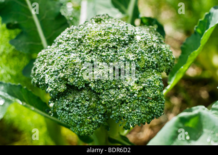 Le brocoli croissant dans le jardin d'accueil Banque D'Images